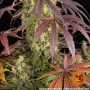 Насіння конопель Lemon Cherry Gelato від Barney's Farm
